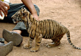 Tiger cub being fed milk