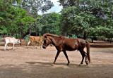 Pony, cow, and calf