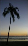 Lone palm tree