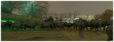 cattle-brnz. pano-1.jpg