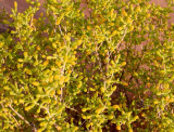 Shrub073.jpg