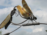 Dragonfly sculpture - Hillier Gardens, Romsey