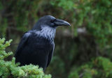RAVENS and CROWS