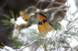 Varied Thrush  1106-5j  Yard