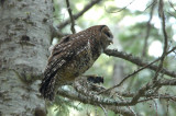 Spotted Owl 0604-1j  Chinook Pass