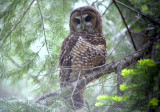 Spotted Owl 0604-8j  Chinook Pass