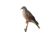 Band-tailed Pigeon  0207-1j  Popoff Trail