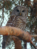 Barred Owl 0105-1j  Yard