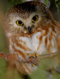 Northern Saw-Whet Owl 0207-9j  Wapato