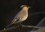 Bohemian Waxwing  0307-1j  Yard