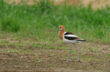 American Avocet  0407-1j  Zimmerman Ponds