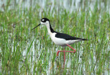 Black-necked Stilt  0407-9j  Toppenish NWR