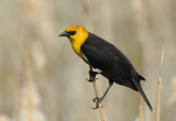 Yellow-headed Blackbird  0407-12j  Granger