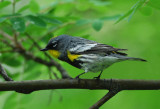 Yellow-rumped Warbler 0407-11j  Yard