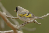 Lawrences Goldfinch  0507-3j  San Bernardo, CA