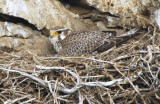 Prairie Falcon on Nest  0507-1j