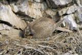 Prairie Falcon on Nest  0507-10j
