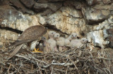 Prairie Falcon Feeding Chicks  0507-35j