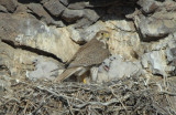 Prairie Falcon and Chicks  0507-46j