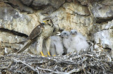 Prairie Falcon and Chicks  0607-9j