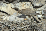 Prairie Falcon Feeding Chicks 0507-43j