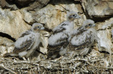 Prairie Falcon  Chicks  0607-19j