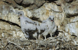 Prairie Falcon  Chicks  0607-40j