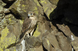 Prairie Falcon Fledgling 0607-68j