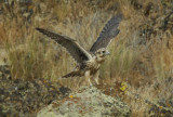 Prairie Falcon Fledgling 0607-76j