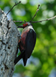 Lewiss Woodpecker 0607-5j  Ft. Simcoe