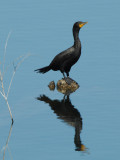 Double-crested Cormorant  0707-3j  Selah Ponds