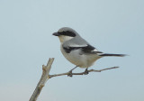 Loggerhead Shrike 0207-1j  Elgin, AZ