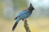 Stellers Jay 0907-4j  La Pine, OR