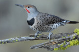 Northern Flicker 0907-2j  La Pine, OR