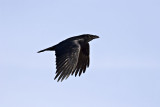 Raven in flight with both wings down 1:1 crop