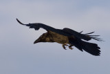 Side rear view of raven in flight