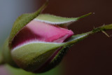 04052007-012.jpg