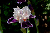04222007-001