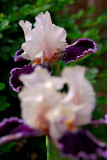 04222007-004