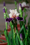 April 22 2007