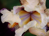 April 23 2007