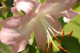 07072007-027