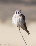 Kestrel