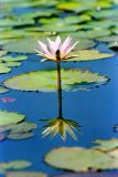 water lily in hawaii