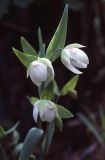 Calochortus albus