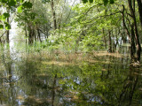 Au bord d'un des lacs de la Forêt d'Orient