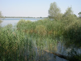 Au bord d'un des lacs de la Forêt d'Orient