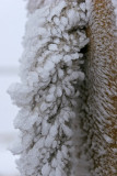 Fleurs de glace au sommet du puy Pariou
