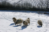 La rgion des Coteaux du Layon sous la neige en mars 2006 (Anjou)