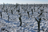 La région des Coteaux du Layon sous la neige en mars 2006 (Anjou)